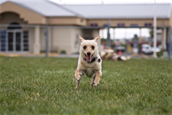/Images/uploads/Humane Society of Utah/HSU2018/entries/4140thumb.jpg